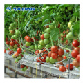 Hydroponics Film Film Agricultural Greenhouses